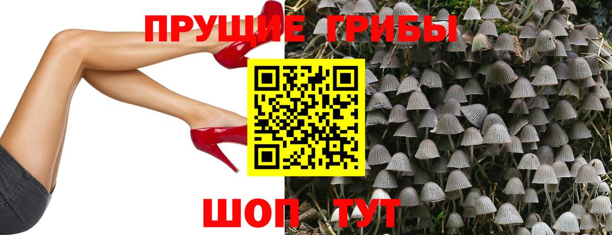 Галлюциногенные грибы Cubensis  магазин продажи   Качканар  Псилоцибиновые грибы прущие грибы 